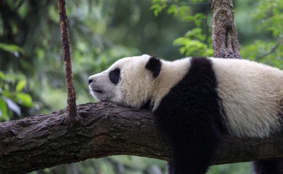 יום העצלנות: למה בעצם מגיע לכם לרבוץ על הספה?