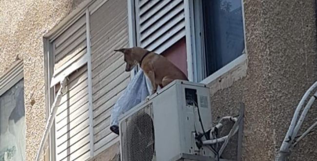 צעיר התעלל בכלב וקשר אותו על מזגן מחוץ לחלון