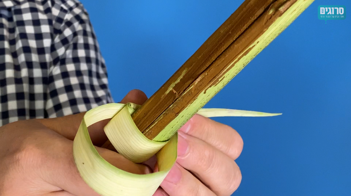 צפו: כך תכינו טבעות לולב עבור ארבעת המינים