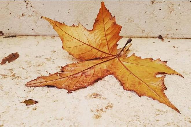 "בכל זאת זה צובט בלב": שירי הסתיו המרגשים ביותר