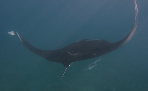 צפו: דג הסחוס מהגדולים בעולם תועד באילת