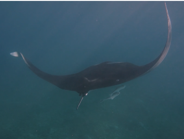 צפו: דג הסחוס מהגדולים בעולם תועד באילת
