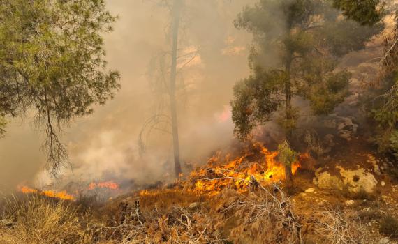 "מספר מוקדי הצתה" • שוב שריפה ביער גבעות