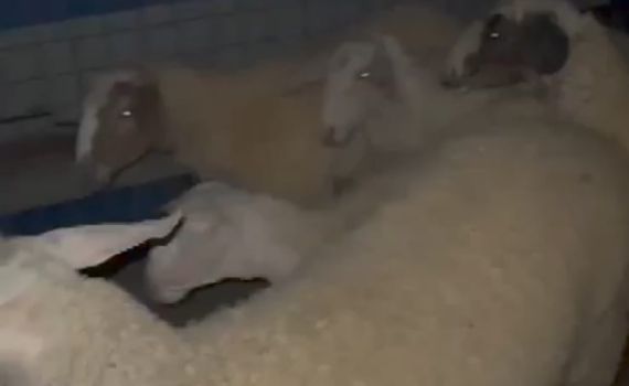 גנב 20 כבשים מהפזורה הבדואית ונתפס