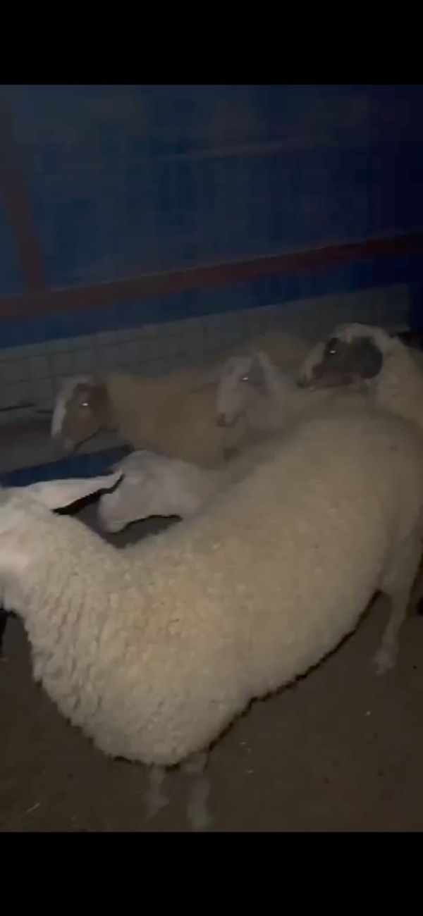 גנב 20 כבשים מהפזורה הבדואית ונתפס