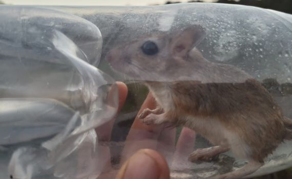 עצוב: מריון מצוי נכלא בבקבוק פלסטיק