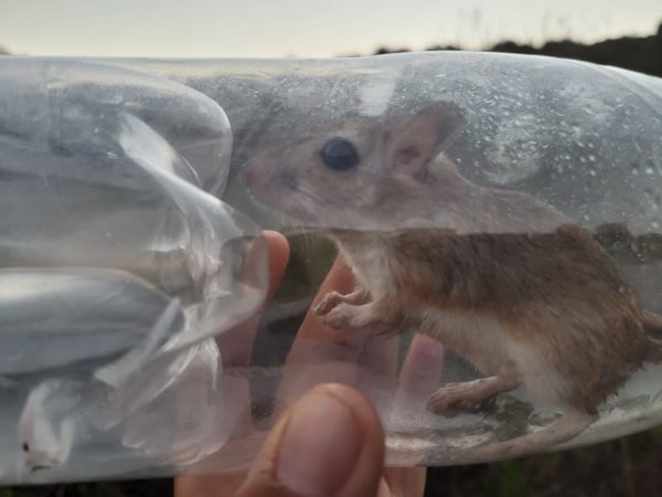 עצוב: מריון מצוי נכלא בבקבוק פלסטיק