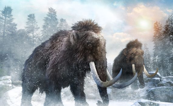 מדענים יקימו לתחייה ממותות?