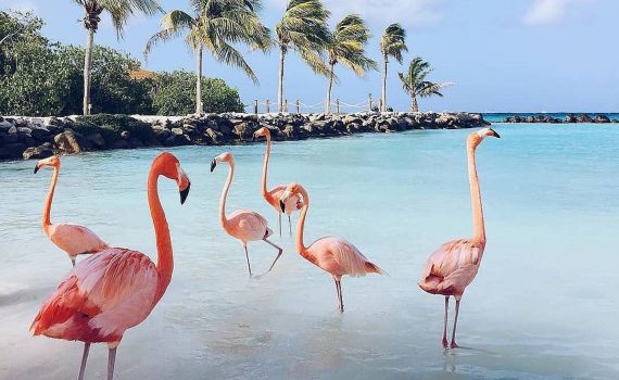 מפתיע: זה שמו העברי של הפלמינגו