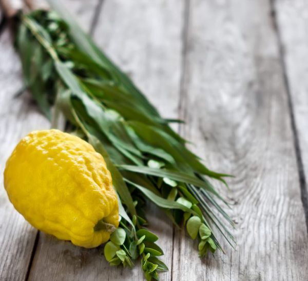 2 במחיר 1: רוכשים 4 מינים והרווחים לתרומה לעמותות