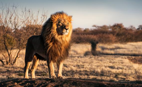 בהלה בגן החיות: אריות ונמרים נדבקו בקורונה