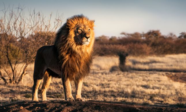 ארכיון אריה - סרוגים