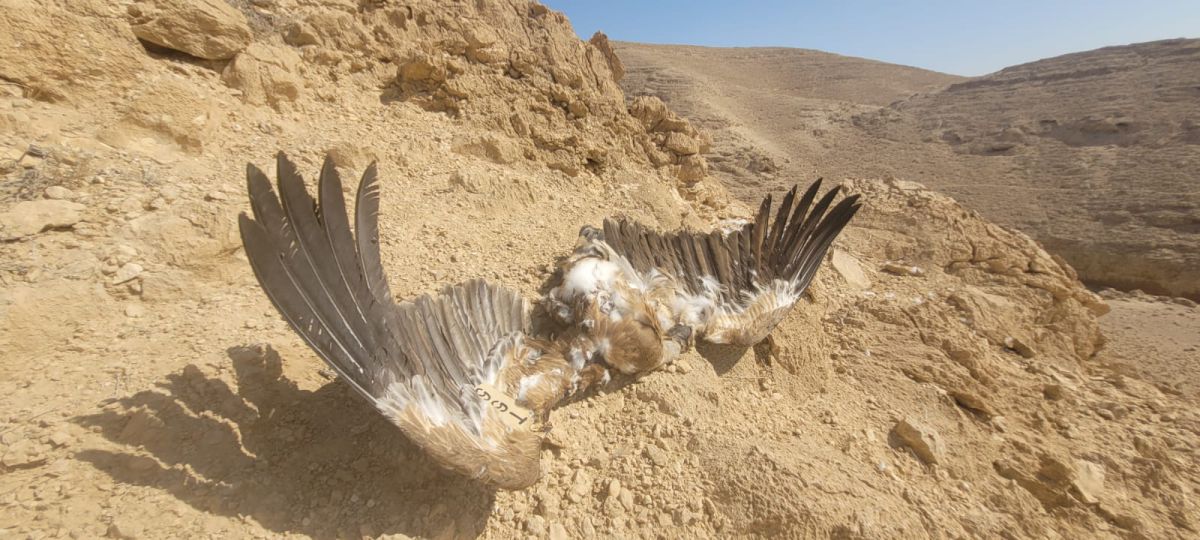 עלה ל-12 מספר הנשרים שמתו בהרעלה בדרום