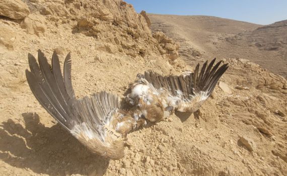 עלה ל-12 מספר הנשרים שמתו בהרעלה בדרום