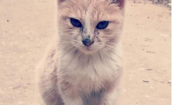 תקציב של 12 מיליון ש"ח יועבר לטיפול בחתולי הרחוב