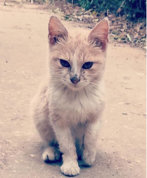 תקציב של 12 מיליון ש"ח יועבר לטיפול בחתולי הרחוב