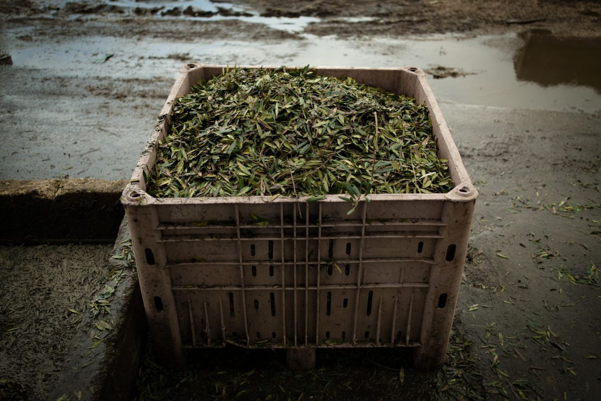 בג"צ אישר את מתווה הפינוי של משק אחיה