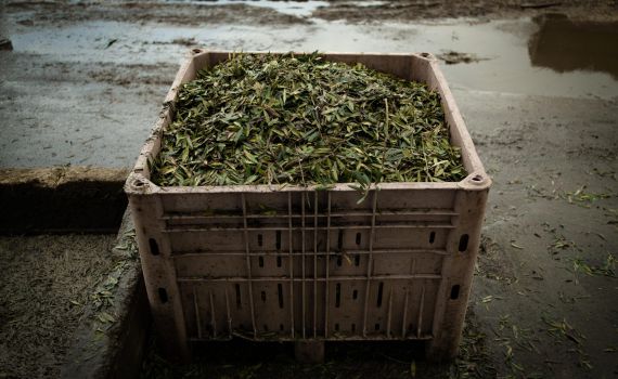 בג"צ אישר את מתווה הפינוי של משק אחיה