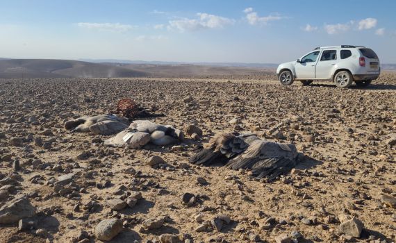 נשרים הורעלו למוות בדרום הארץ