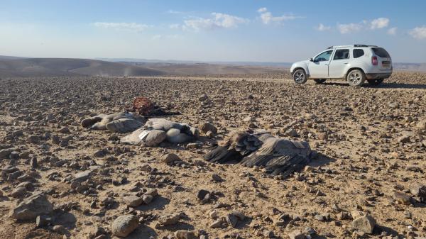 נשרים הורעלו למוות בדרום הארץ