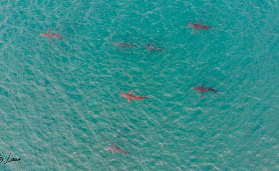 זהירות כרישים! אזהרה שיצאה לצוללנים | צפו בתיעוד: