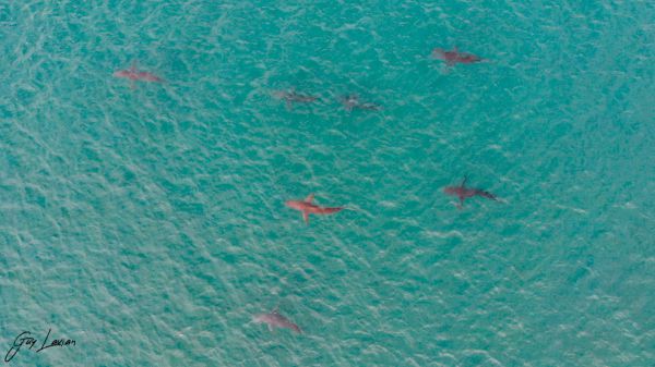 זהירות כרישים! אזהרה שיצאה לצוללנים | צפו בתיעוד: