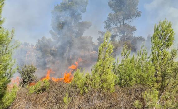 השריפה ביער גבעות: ממצאים מעידים על הצתה