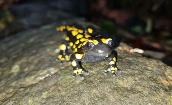 עם בוא הגשם: סלמנדרה תועדה בשמורת הבניאס