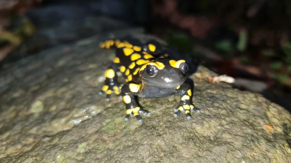 עם בוא הגשם: סלמנדרה תועדה בשמורת הבניאס