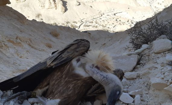 עוד שלושה נשרים נמצאו מתים בסופ"ש האחרון