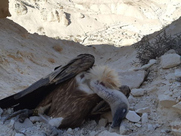 עוד שלושה נשרים נמצאו מתים בסופ"ש האחרון