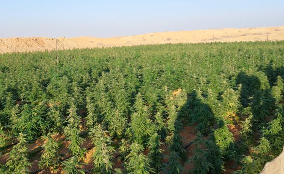 20 ק"ג של קנאביס וקארלו: הפשיעה הערבית בנגב