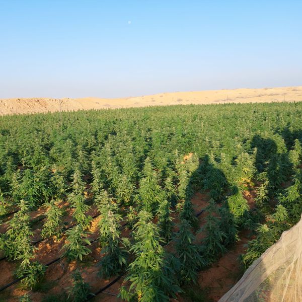 20 ק"ג של קנאביס וקארלו: הפשיעה הערבית בנגב