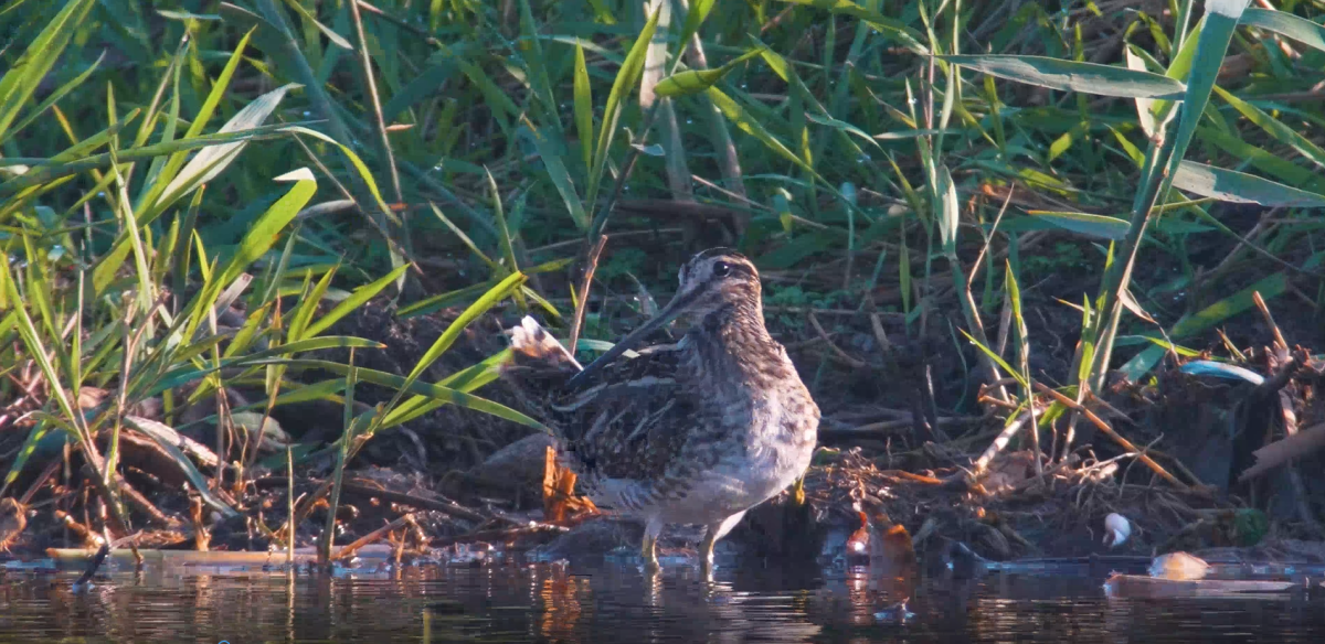 שרשיר וחרטומית: עופות מיוחדים הגיעו לפארק אריאל שרון