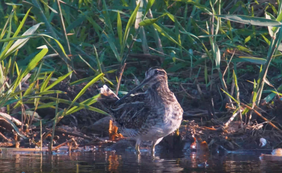 שרשיר וחרטומית: עופות מיוחדים הגיעו לפארק אריאל שרון
