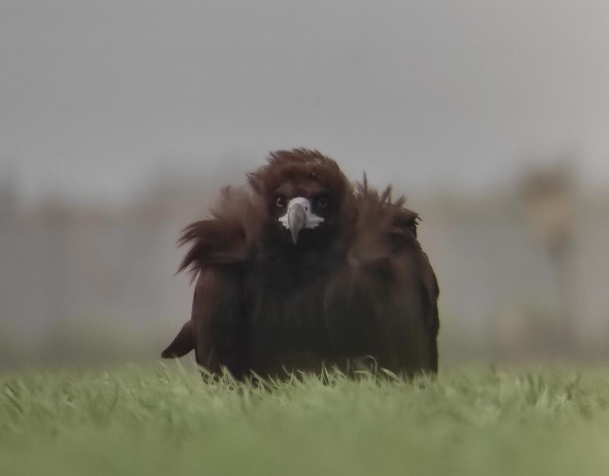 תיעוד נדיר: עזנייה שחורה בשדות עמק החולה