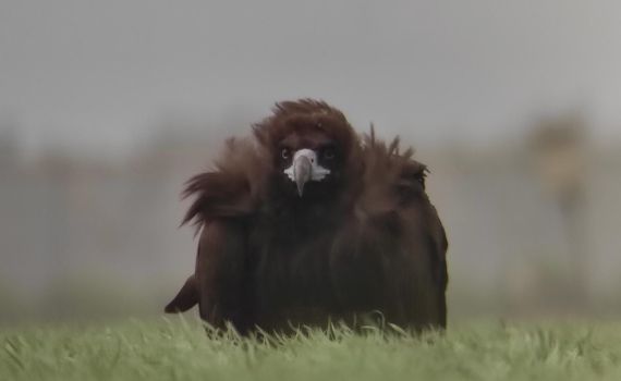 תיעוד נדיר: עזנייה שחורה בשדות עמק החולה