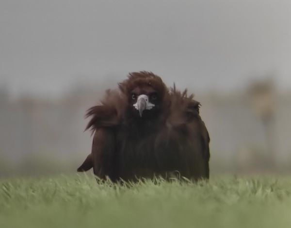 תיעוד נדיר: עזנייה שחורה בשדות עמק החולה