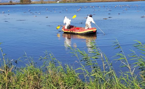 שפעת העופות: החל פינוי פגרי העופות המתים בשמורת החולה