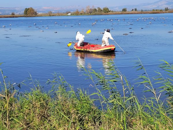 שפעת העופות: החל פינוי פגרי העופות המתים בשמורת החולה