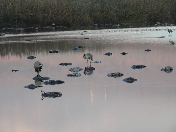 תיעוד עצוב: אלפי עגורים מתו משפעת העופות