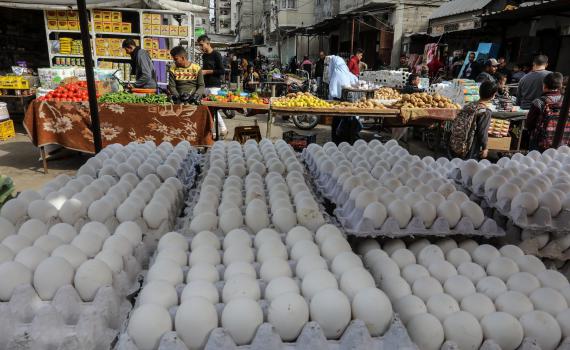 החקלאים ניצחו: הרפורמה בענף הביצים תשתנה