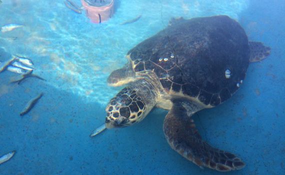 "היה הזוי" – 'וואשה' הושבה היום לטבע | צפו: