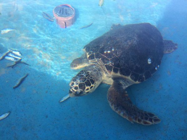 "היה הזוי" – 'וואשה' הושבה היום לטבע | צפו: