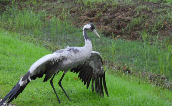 שמורת החולה נסגרה: הסכנה של שפעת העופות
