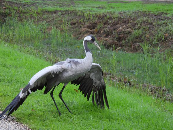 שמורת החולה נסגרה: הסכנה של שפעת העופות