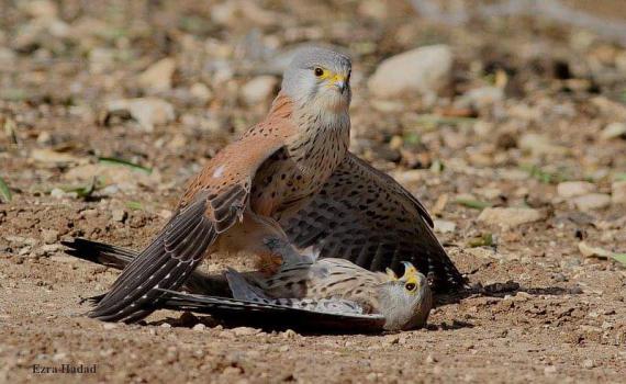 תיעוד נדיר בישראל: קניבליזם של בזים
