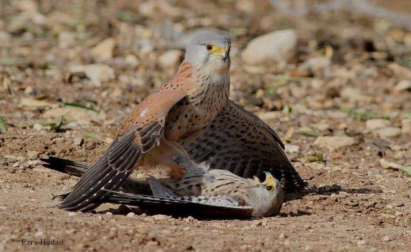 תיעוד נדיר בישראל: קניבליזם של בזים