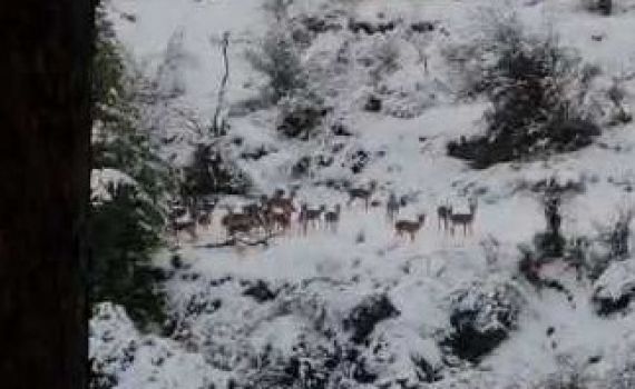 מרהיב כמו באירופה: עדר צבאים חוצה בשלג