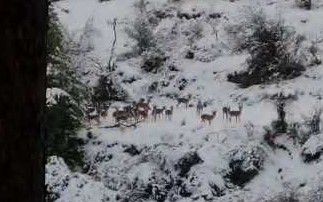 מרהיב כמו באירופה: עדר צבאים חוצה בשלג
